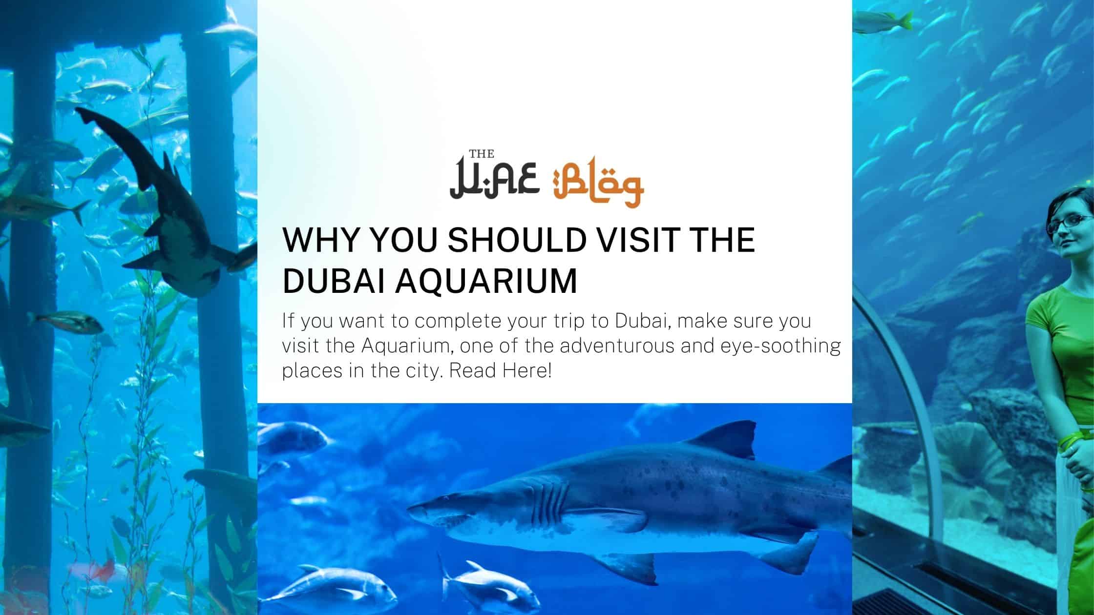 Why You Should Visit the Dubai Aquarium